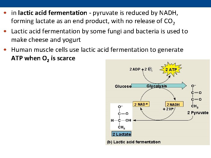 • in lactic acid fermentation - pyruvate is reduced by NADH, forming lactate