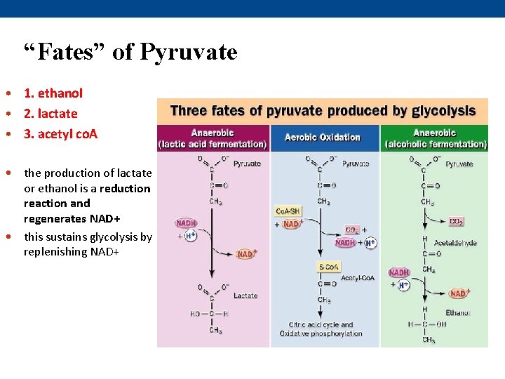 “Fates” of Pyruvate • 1. ethanol • 2. lactate • 3. acetyl co. A