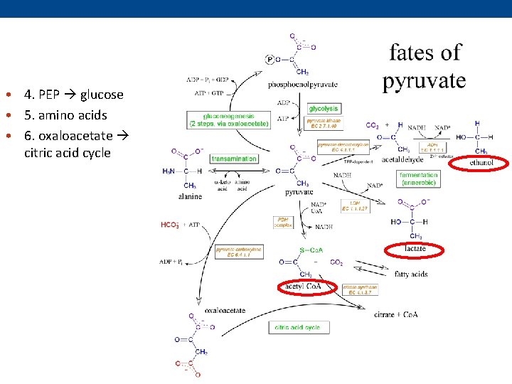  • 4. PEP glucose • 5. amino acids • 6. oxaloacetate citric acid