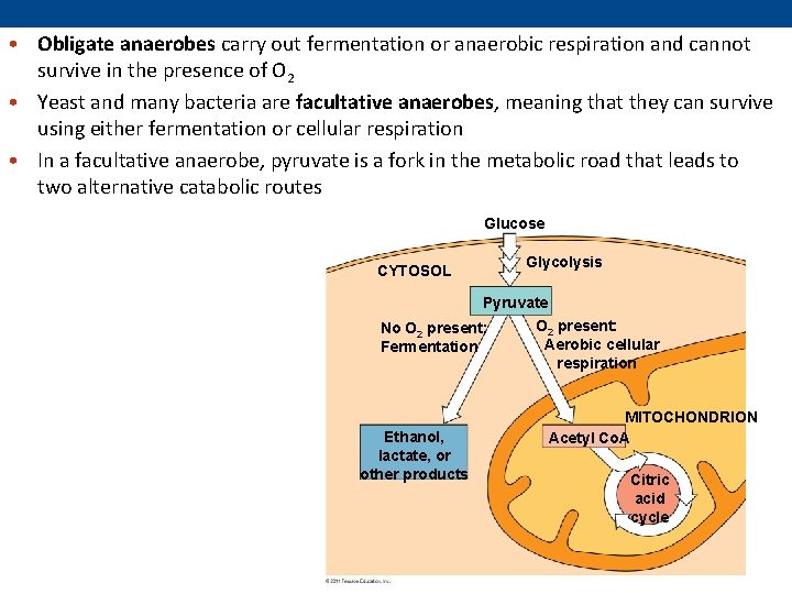  • Obligate anaerobes carry out fermentation or anaerobic respiration and cannot survive in