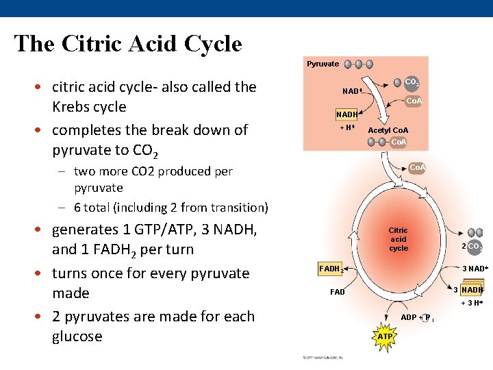 The Citric Acid Cycle Pyruvate • citric acid cycle- also called the Krebs cycle
