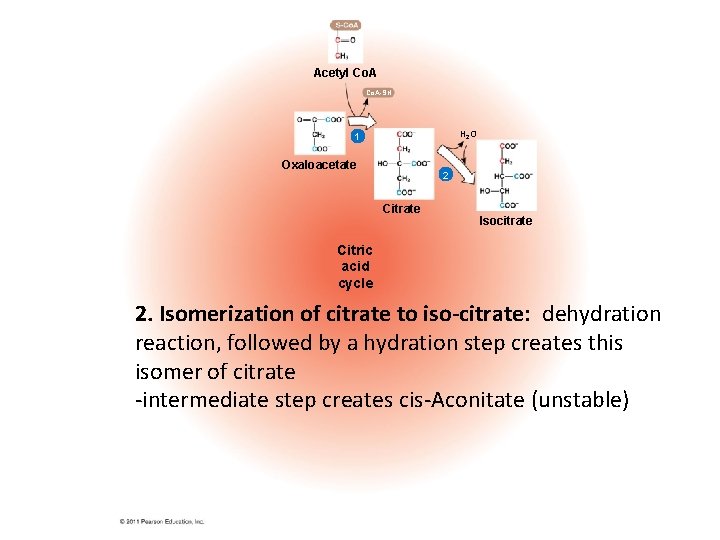 Acetyl Co. A-SH H 2 O 1 Oxaloacetate 2 Citrate Isocitrate Citric acid cycle