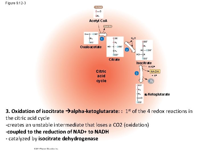 Figure 9. 12 -3 Acetyl Co. A-SH H 2 O 1 Oxaloacetate 2 Citrate