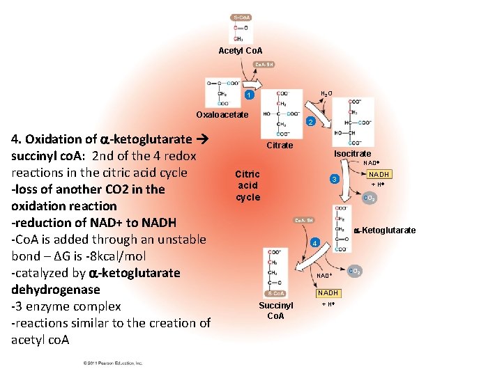 Acetyl Co. A-SH H 2 O 1 Oxaloacetate 4. Oxidation of -ketoglutarate succinyl co.