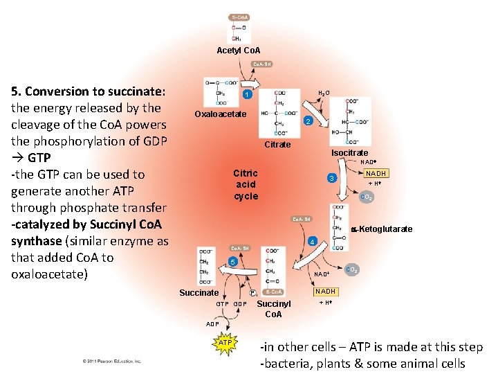 Acetyl Co. A-SH 5. Conversion to succinate: the energy released by the cleavage of