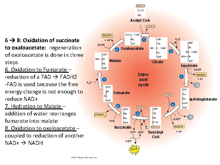 Acetyl Co. A-SH 6 8: Oxidation of succinate to oxaloacetate: regeneration of oxaloacetate is