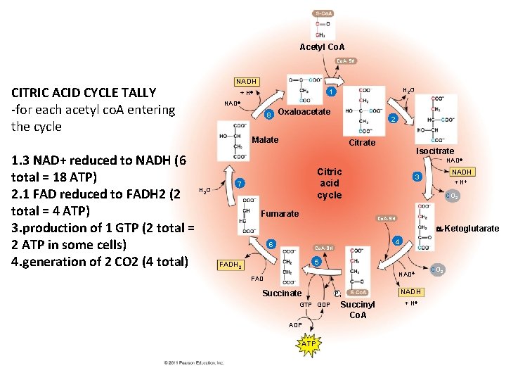 Acetyl Co. A-SH NADH CITRIC ACID CYCLE TALLY -for each acetyl co. A entering