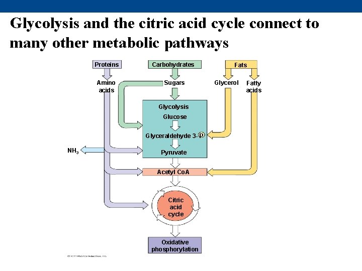 Glycolysis and the citric acid cycle connect to many other metabolic pathways Proteins Carbohydrates