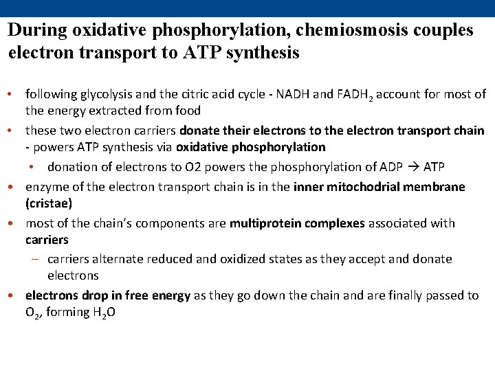 During oxidative phosphorylation, chemiosmosis couples electron transport to ATP synthesis • following glycolysis and