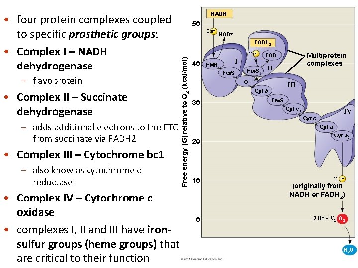 – flavoprotein • Complex II – Succinate dehydrogenase – adds additional electrons to the