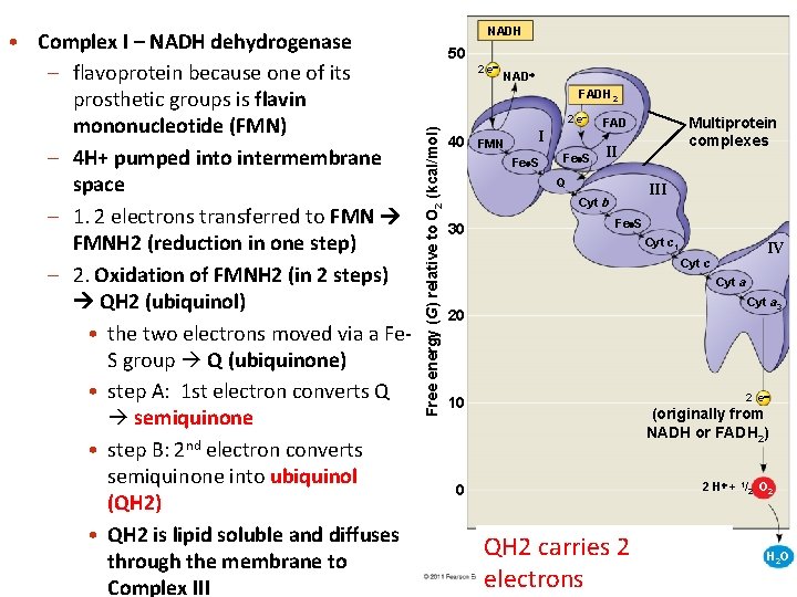 NADH 50 2 e NAD FADH 2 2 e Free energy (G) relative to