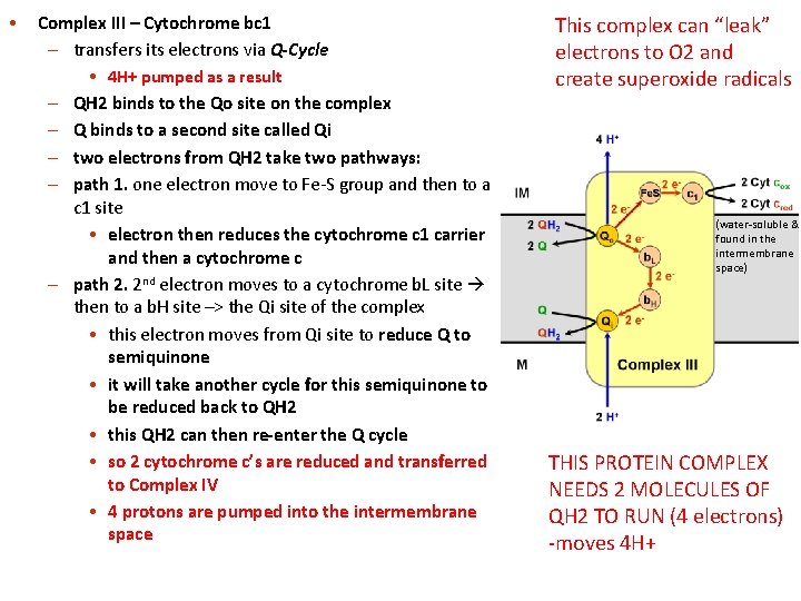  • Complex III – Cytochrome bc 1 – transfers its electrons via Q-Cycle