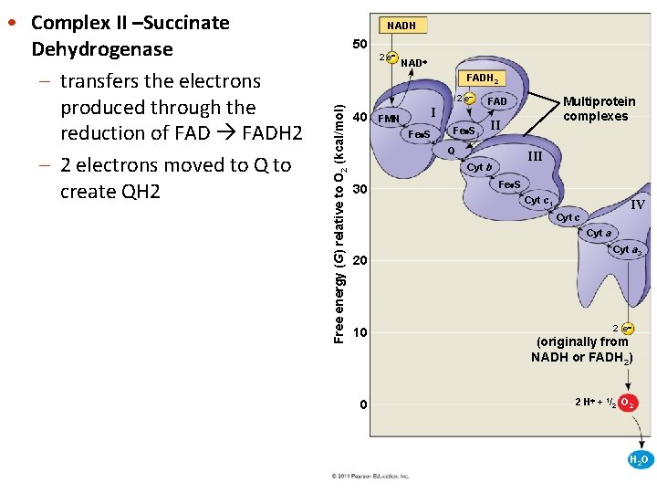 NADH 50 2 e NAD FADH 2 2 e Free energy (G) relative to