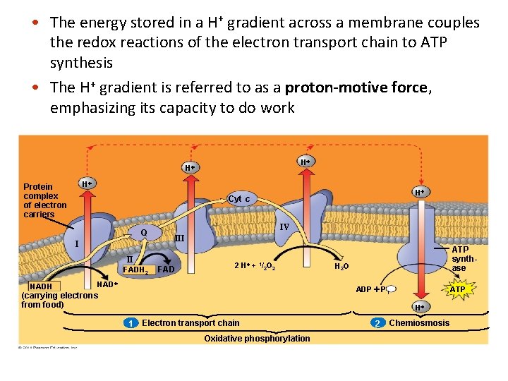  • The energy stored in a H+ gradient across a membrane couples the