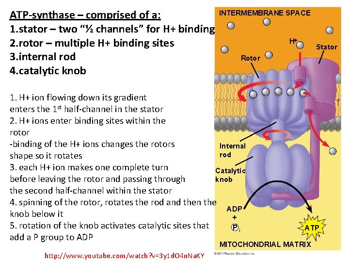 ATP-synthase – comprised of a: 1. stator – two “½ channels” for H+ binding