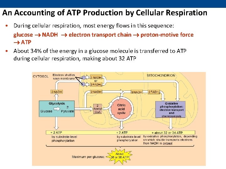 An Accounting of ATP Production by Cellular Respiration • During cellular respiration, most energy