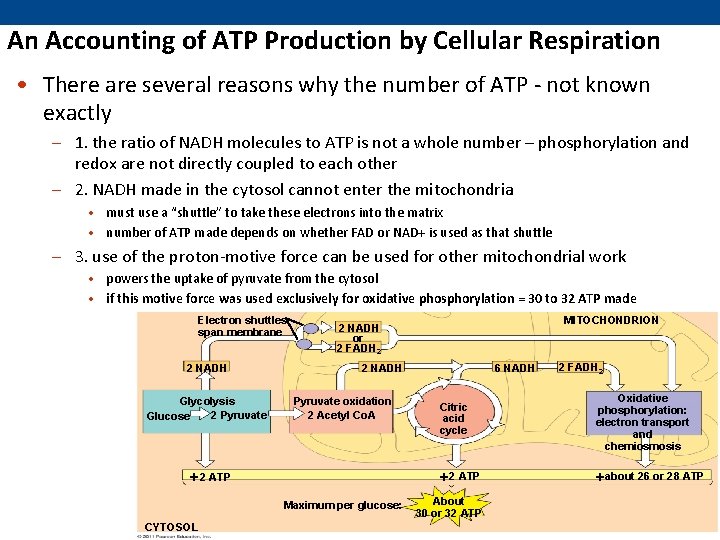 An Accounting of ATP Production by Cellular Respiration • There are several reasons why