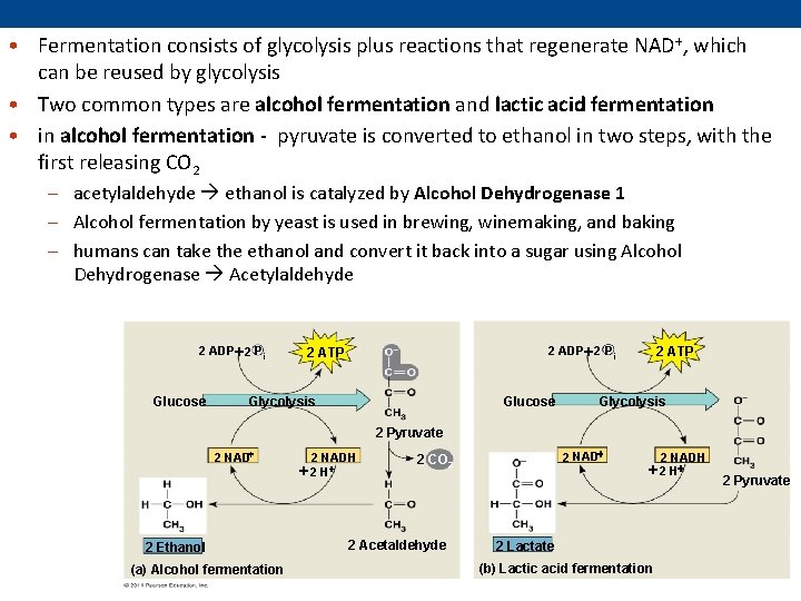  • Fermentation consists of glycolysis plus reactions that regenerate NAD +, which can