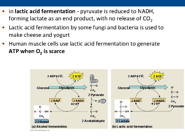  • in lactic acid fermentation - pyruvate is reduced to NADH, forming lactate