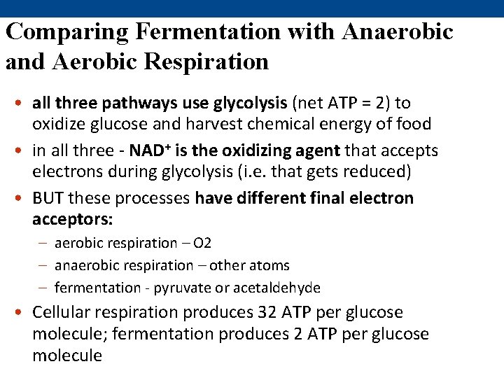 Comparing Fermentation with Anaerobic and Aerobic Respiration • all three pathways use glycolysis (net