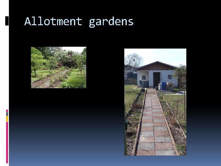 Allotment gardens 