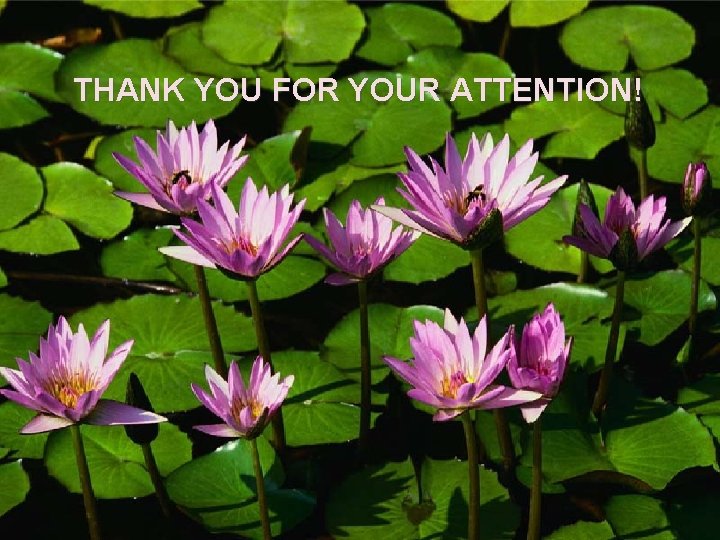 THANK YOU FOR YOUR ATTENTION! Questions ? 