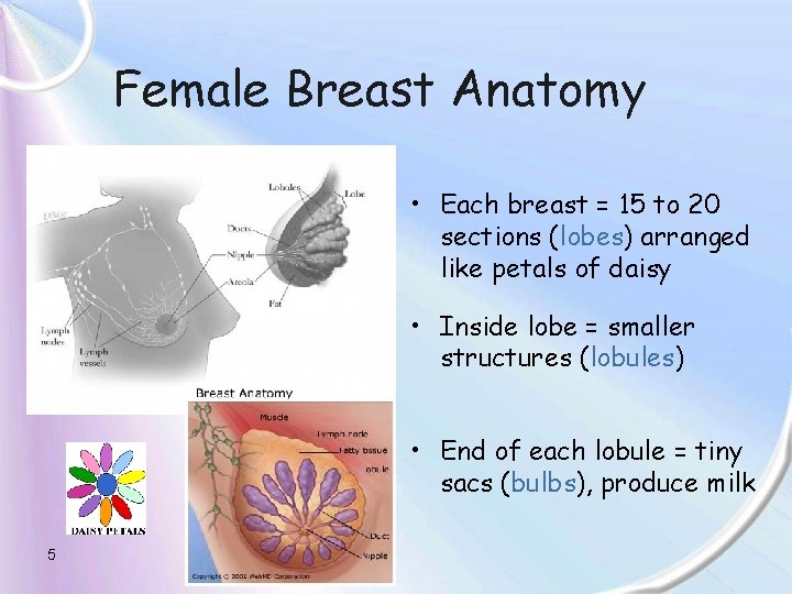 Female Breast Anatomy • Each breast = 15 to 20 sections (lobes) arranged like
