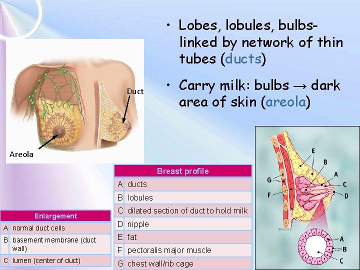  • Lobes, lobules, bulbslinked by network of thin tubes (ducts) Duct • Carry