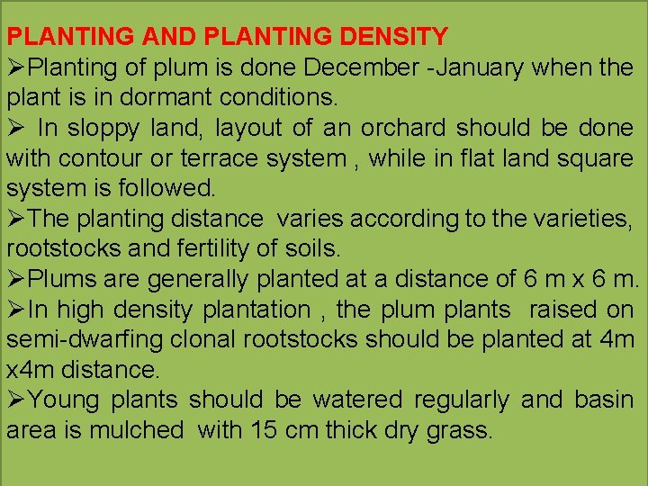 PLANTING AND PLANTING DENSITY ØPlanting of plum is done December -January when the plant