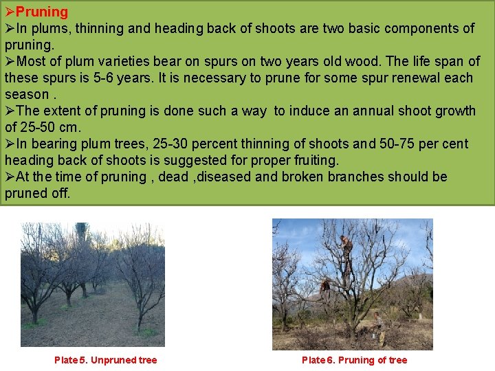 ØPruning ØIn plums, thinning and heading back of shoots are two basic components of
