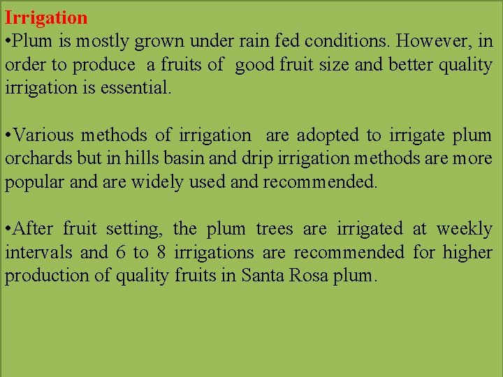 Irrigation • Plum is mostly grown under rain fed conditions. However, in order to