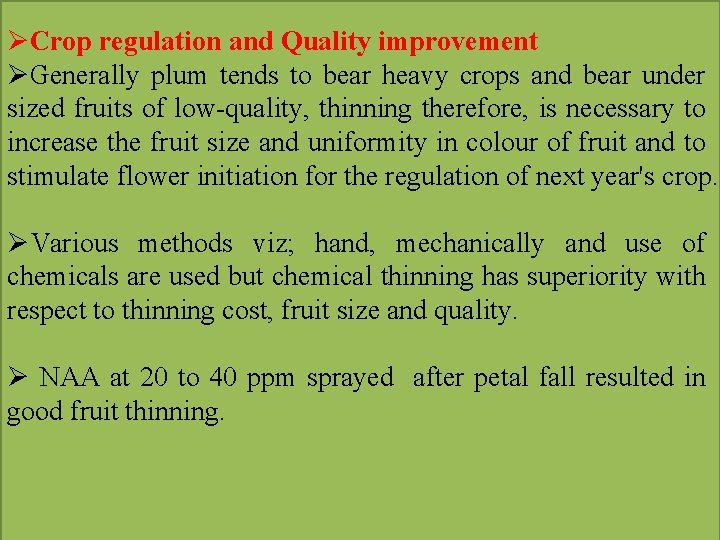 ØCrop regulation and Quality improvement ØGenerally plum tends to bear heavy crops and bear