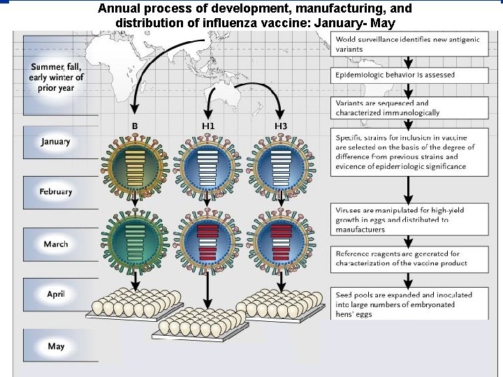 Annual process of development, manufacturing, and distribution of influenza vaccine: January- May 