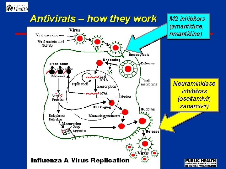 Antivirals – how they work M 2 inhibitors (amantidine, rimantidine) Neuraminidase inhibitors (oseltamivir, zanamivir)