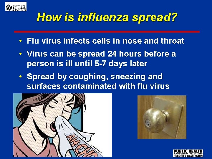 How is influenza spread? • Flu virus infects cells in nose and throat •