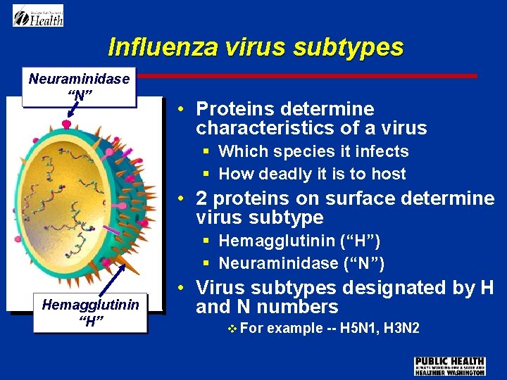 Influenza virus subtypes Neuraminidase “N” • Proteins determine characteristics of a virus § Which