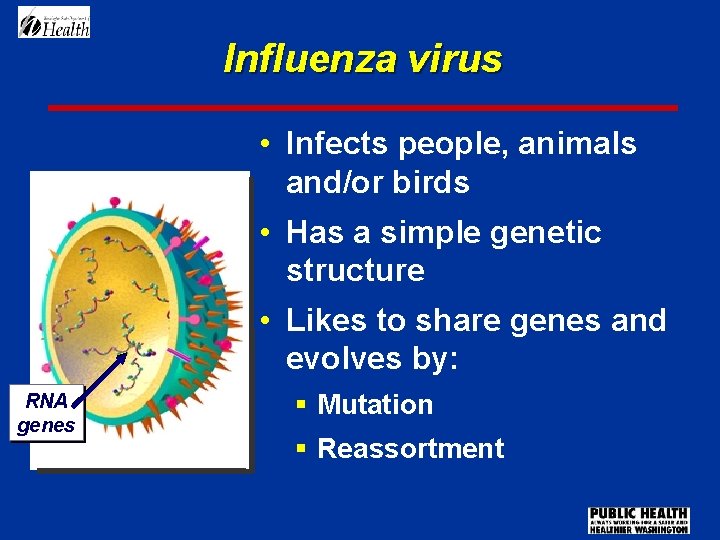 Influenza virus • Infects people, animals and/or birds • Has a simple genetic structure