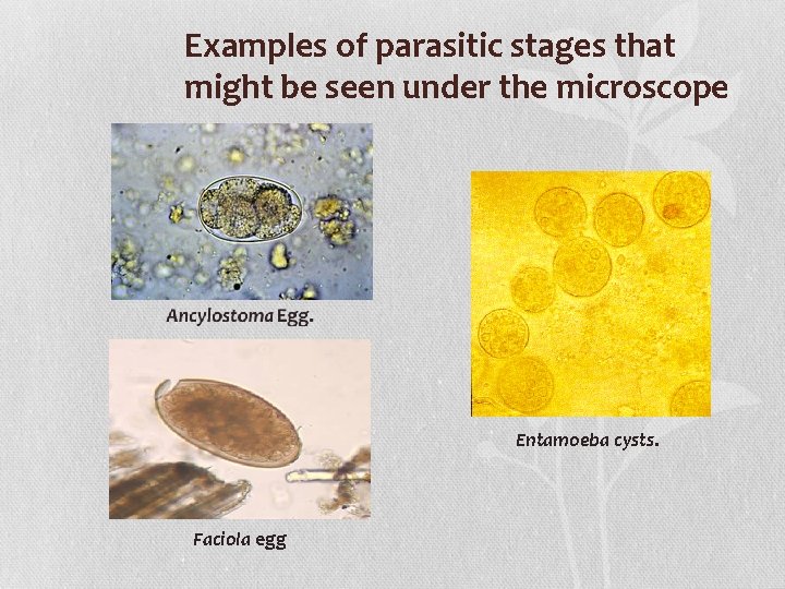 Examples of parasitic stages that might be seen under the microscope Entamoeba cysts. Faciola