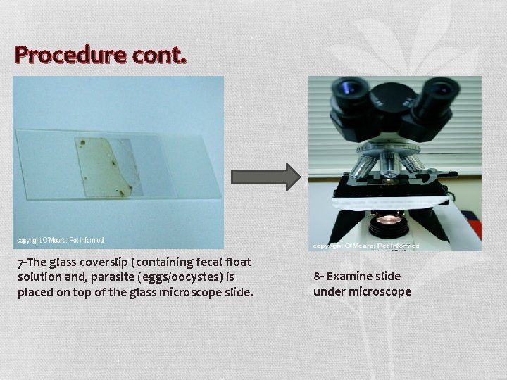 Procedure cont. 7 -The glass coverslip (containing fecal float solution and, parasite (eggs/oocystes) is
