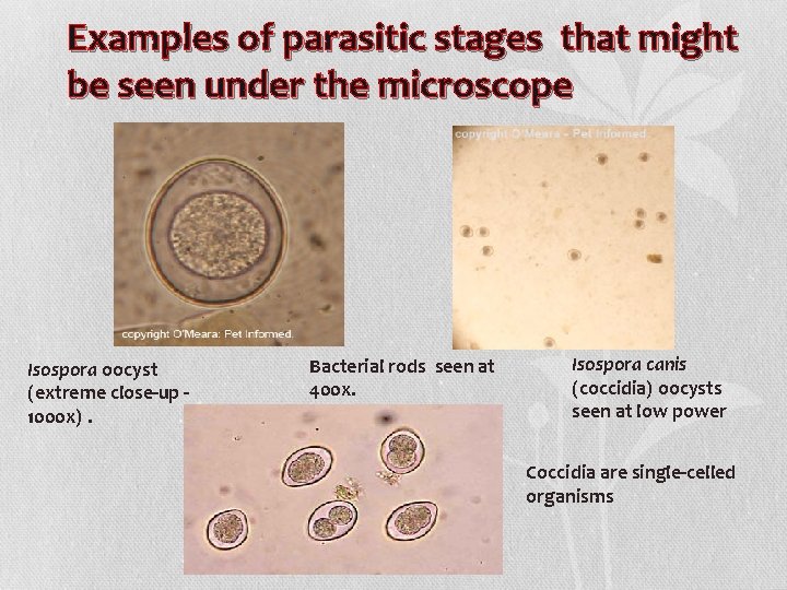 Examples of parasitic stages that might be seen under the microscope Isospora oocyst (extreme