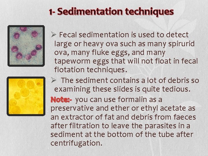 1 - Sedimentation techniques Ø Fecal sedimentation is used to detect large or heavy