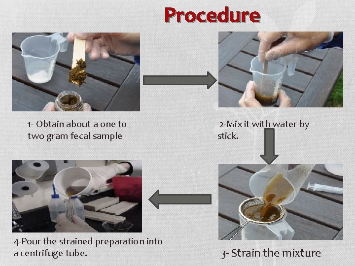 Procedure 1 - Obtain about a one to two gram fecal sample 4 -Pour