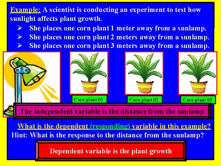 Example: A scientist is conducting an experiment to test how sunlight affects plant growth.