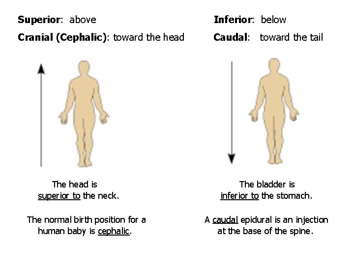 Superior: above Inferior: below Cranial (Cephalic): toward the head Caudal: toward the tail The