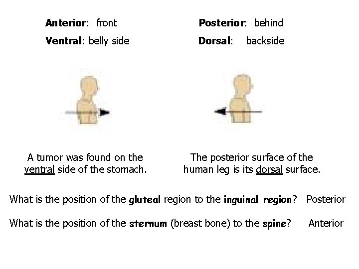 Anterior: front Posterior: behind Ventral: belly side Dorsal: A tumor was found on the