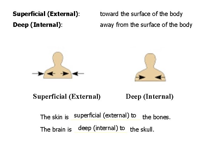Superficial (External): toward the surface of the body Deep (Internal): away from the surface