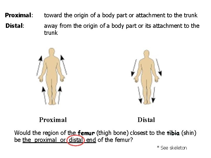 Proximal: toward the origin of a body part or attachment to the trunk Distal: