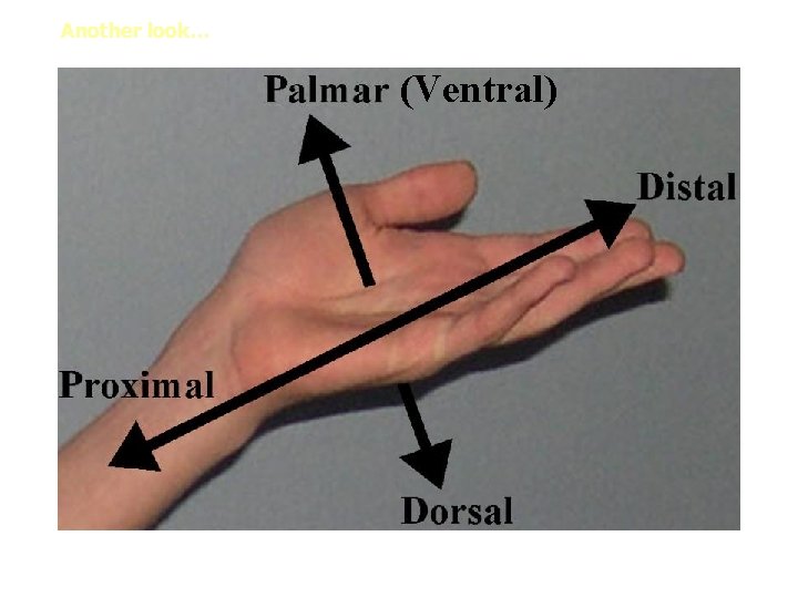 Another look… (Ventral) 