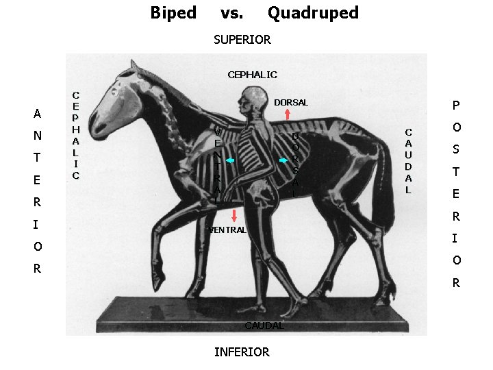 Biped vs. Quadruped SUPERIOR CEPHALIC A N T E R I C E P