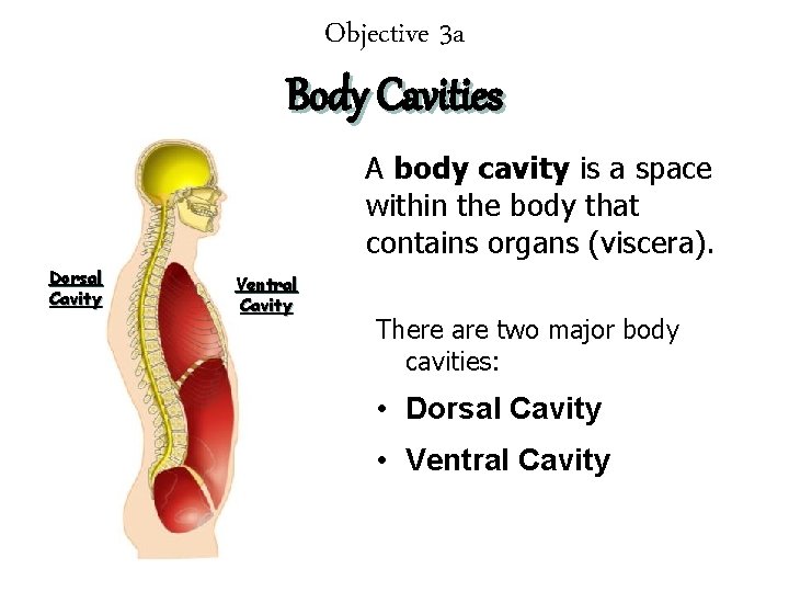 Objective 3 a Body Cavities A body cavity is a space within the body